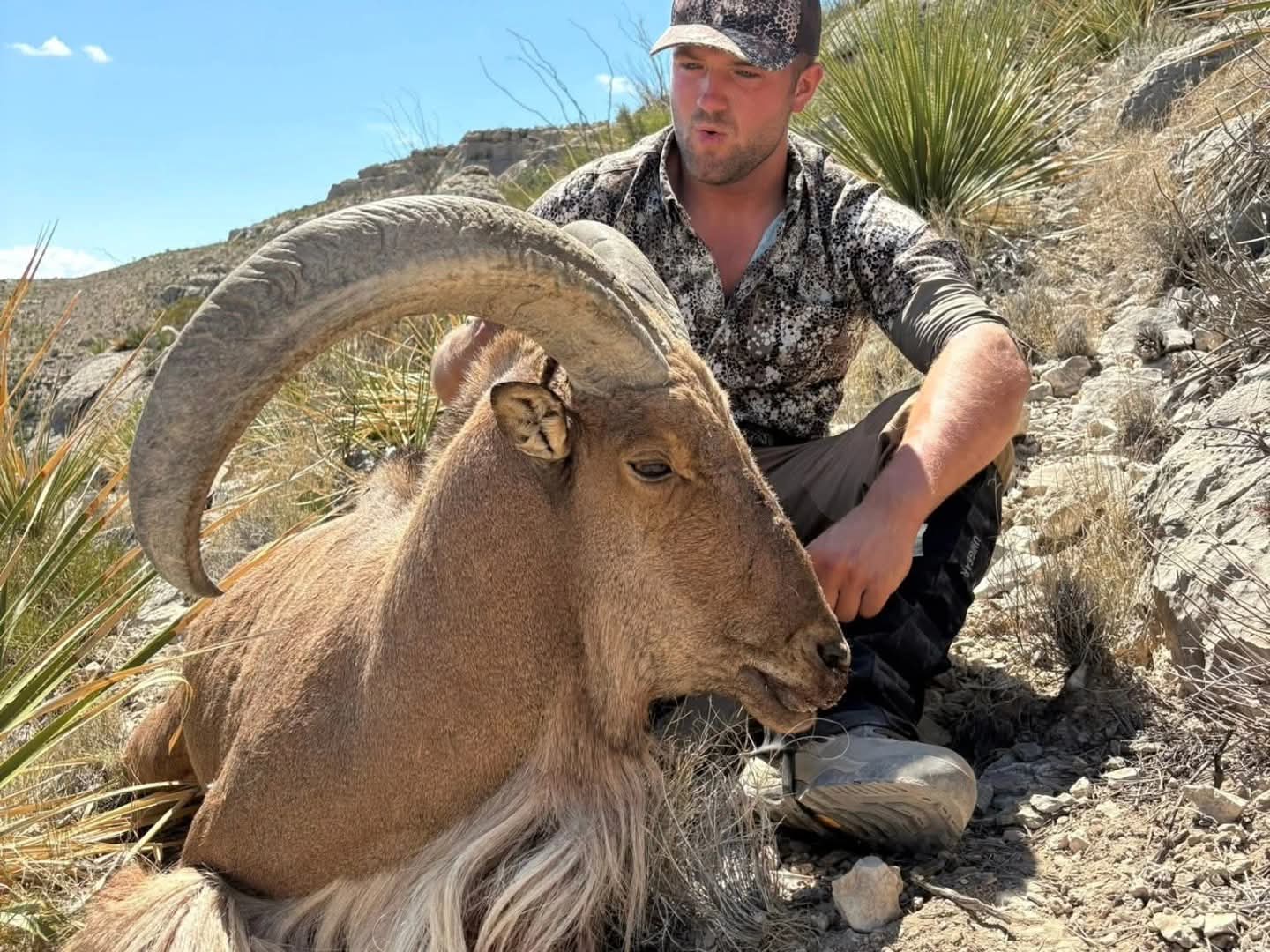Aoudad: Opportunity and Impact