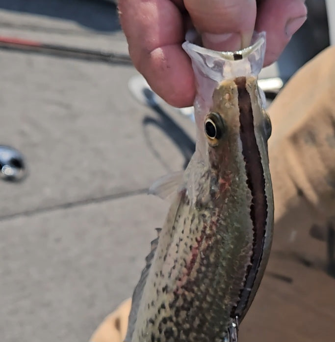 Black-Nosed vs. Magnolia Crappie: What’s the Difference?